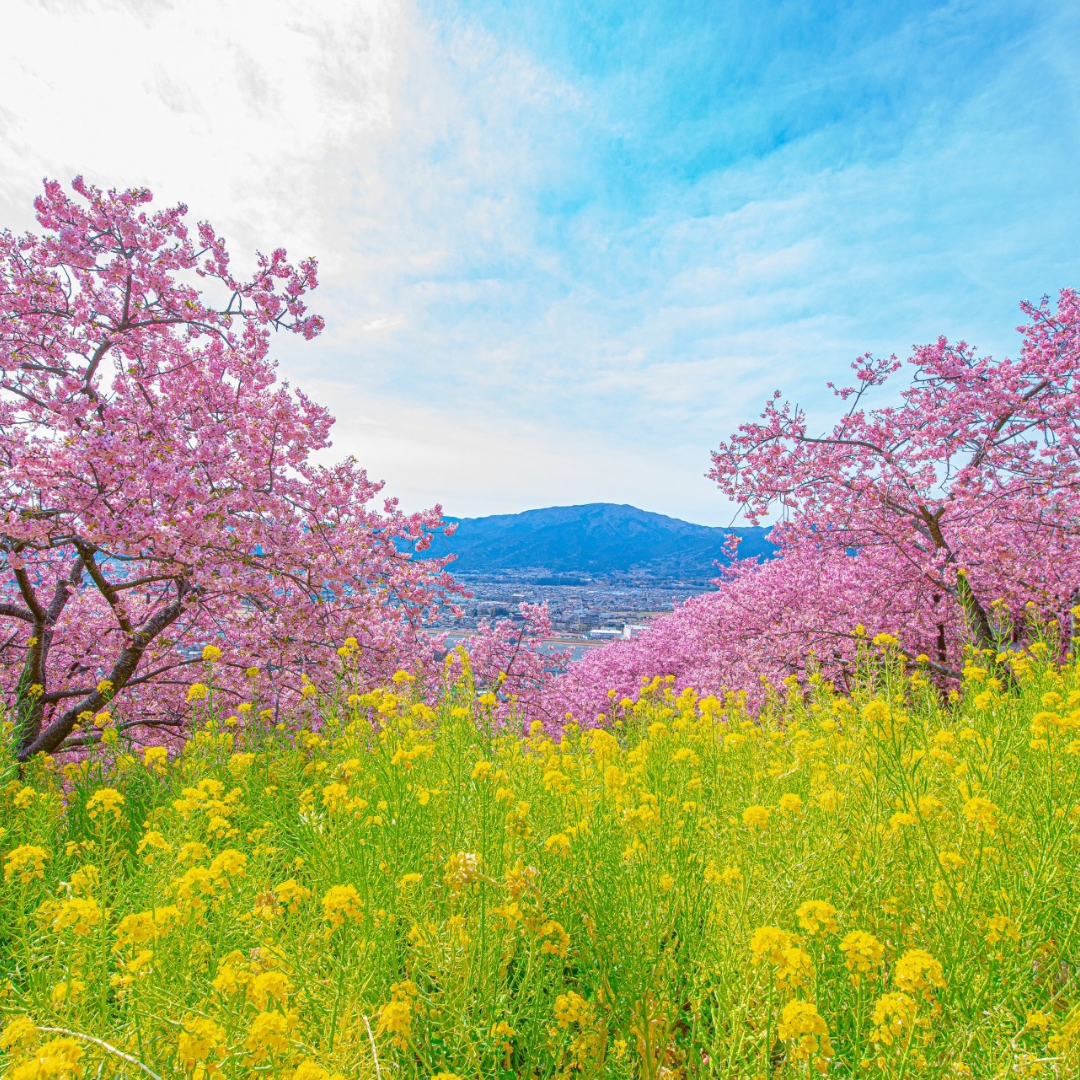 春分の養生｜東洋医学からみた肝の気と春の体調管理